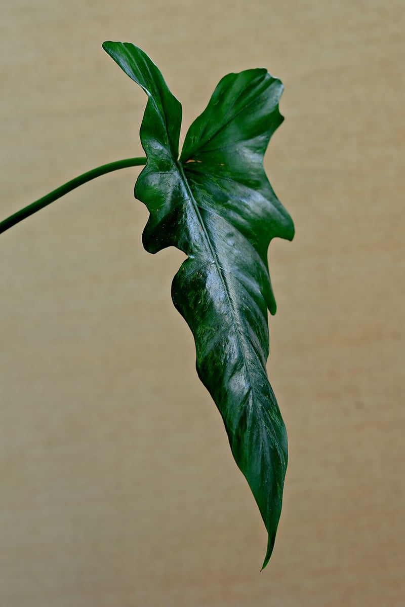 Indoor Green Plant